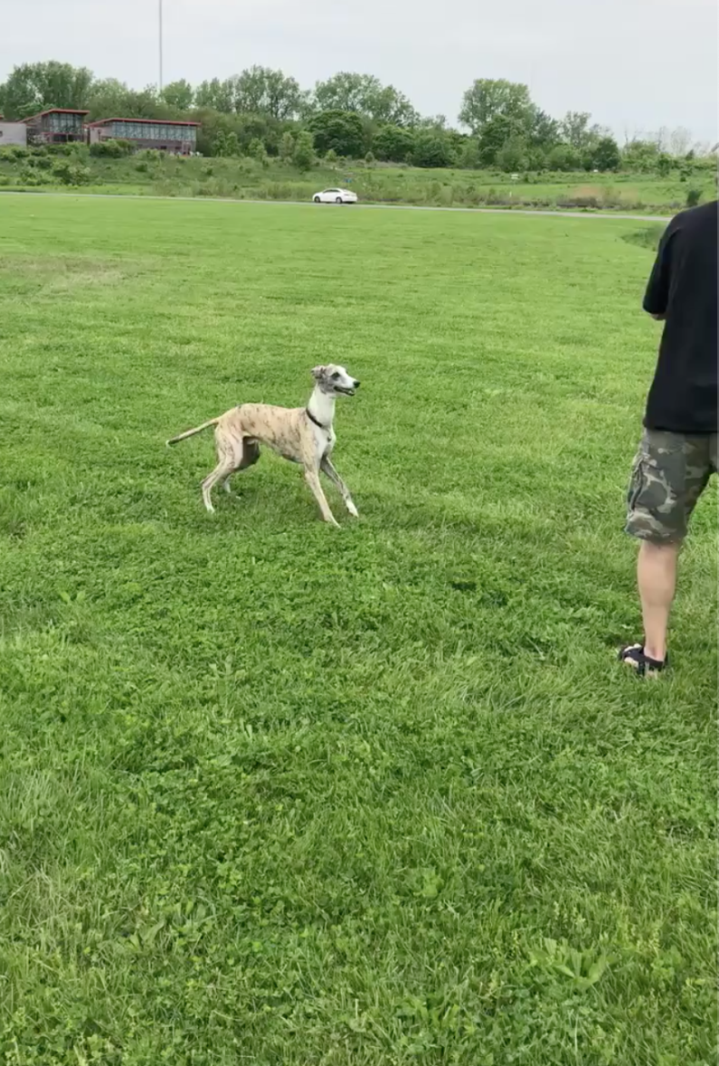 Wesley at the Dog Park