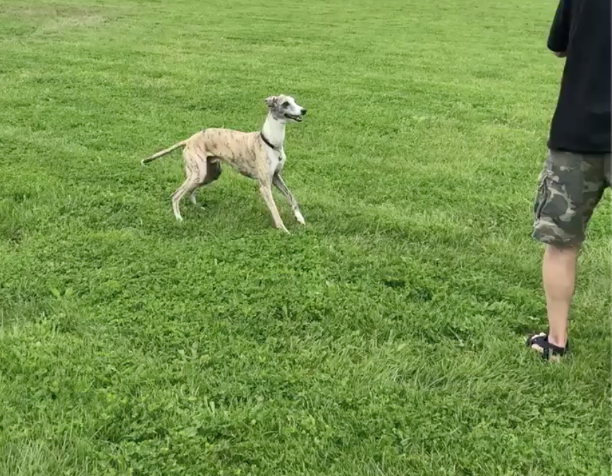 Wesley at the Dog Park